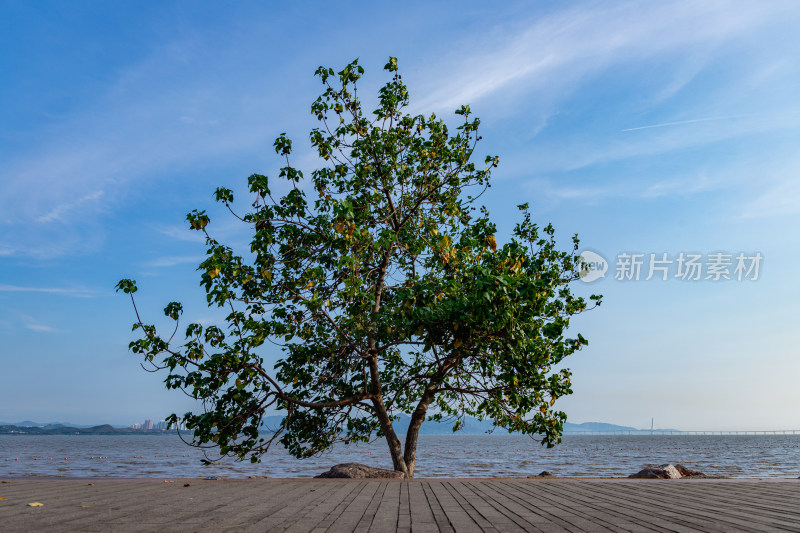 海边的一棵树