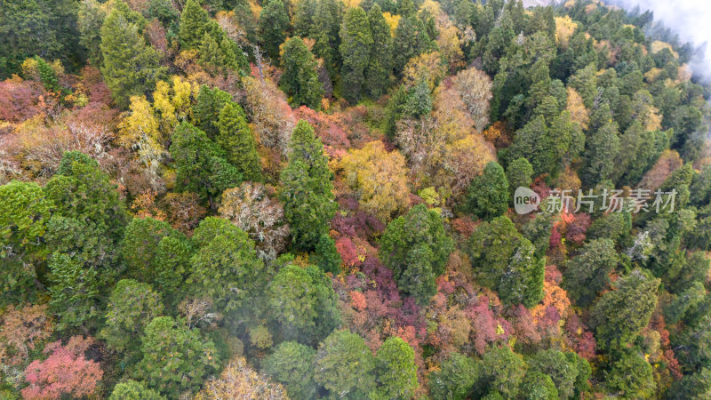 阿坝州黄龙风景名胜区秋色