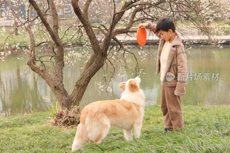 小男孩和宠物边境牧羊犬在草地上玩飞盘