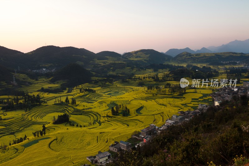 罗平油菜花