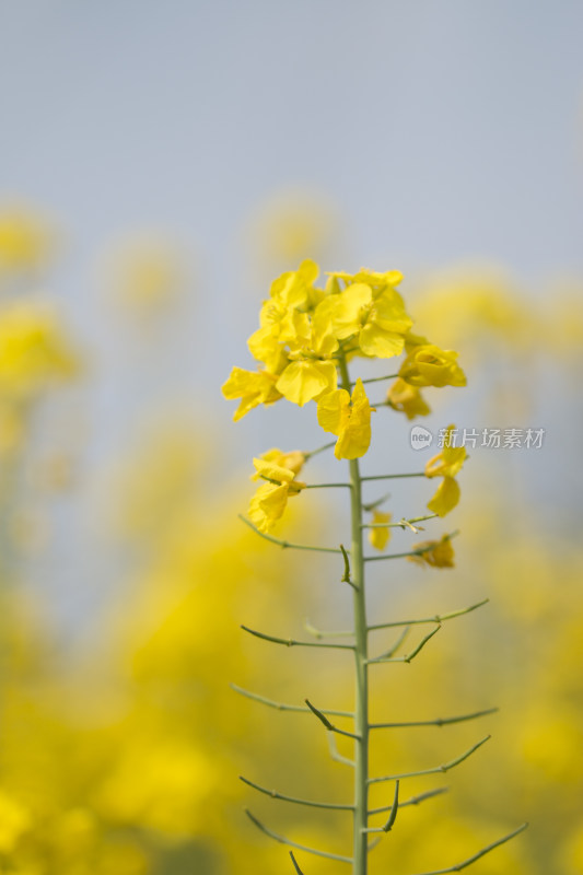 春天百花盛开