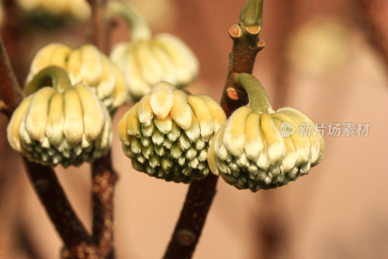 结香花花蕾实拍素材