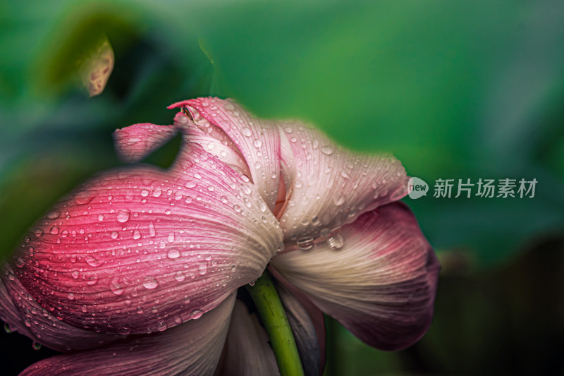 雨后荷花上的水珠