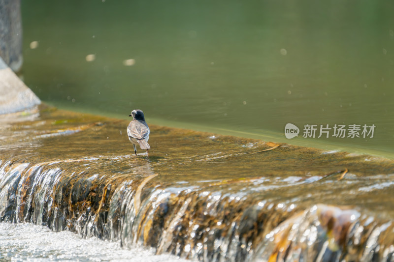 白鹡鸰戏水