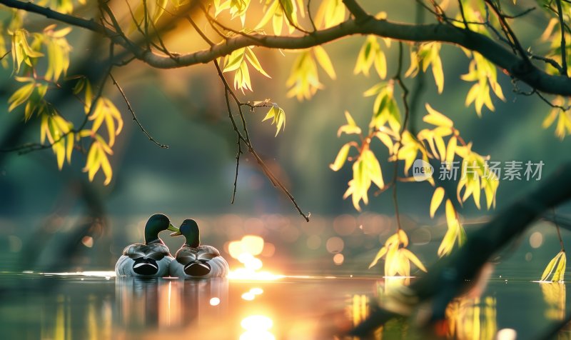 湖边鸭子春江水暖宁静悠闲湖泊背景