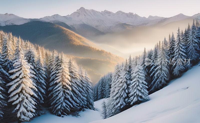 冬季森林白雪覆盖风景