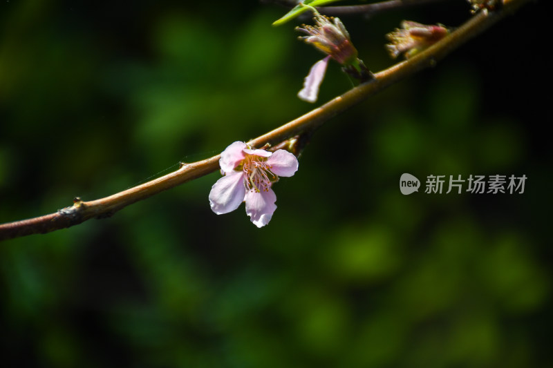 春意盎然的桃花枝