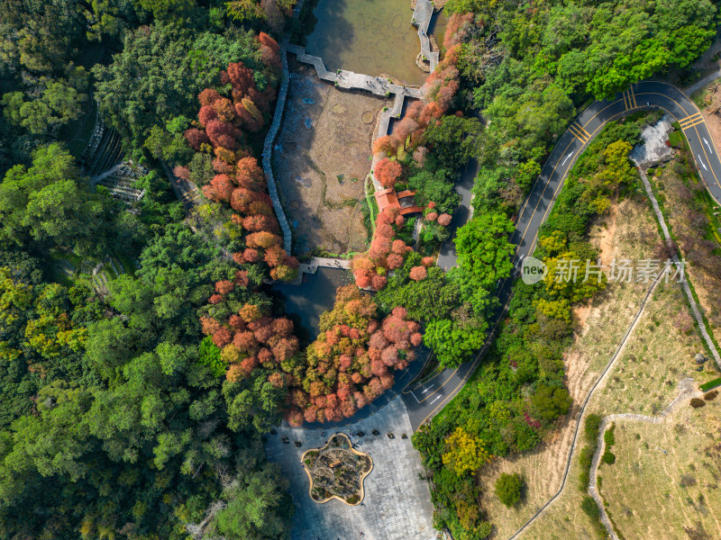 深圳仙湖植物园落羽杉