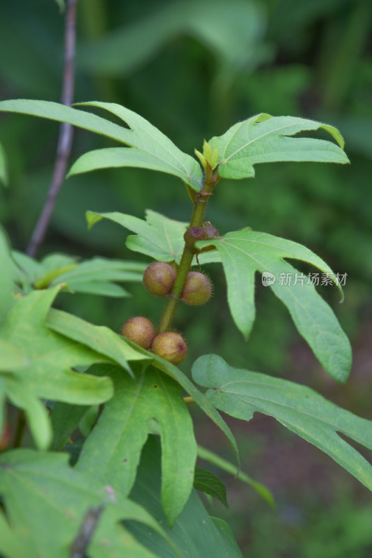 药用植物五指毛桃