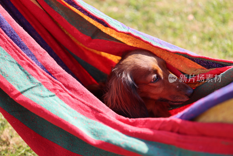 一只在吊床上的长毛腊肠犬