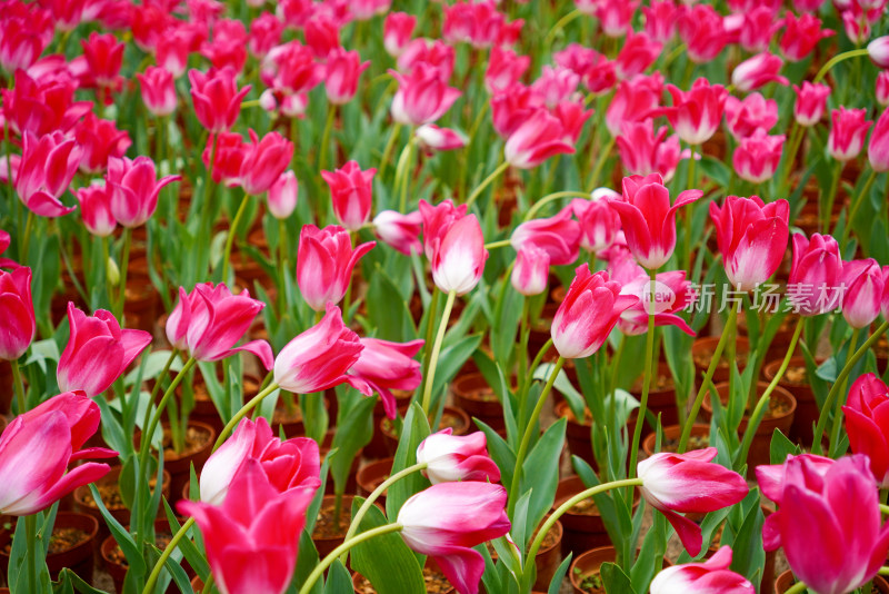 色彩鲜艳的粉色郁金香花海