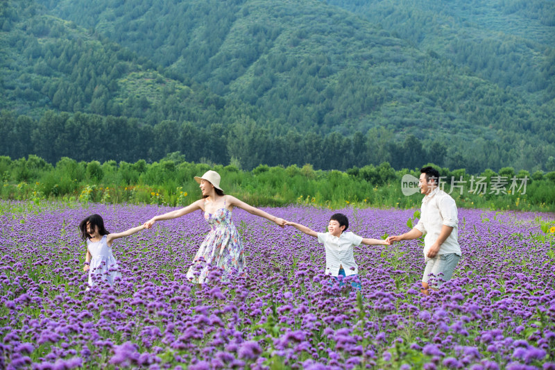 一家四口手牵手走在花海里