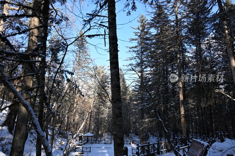 雪后树林蓝天相映的冬日自然景象