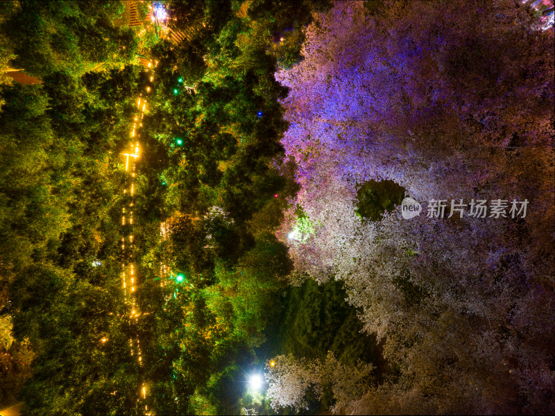 武汉东湖磨山樱花园夜景风光