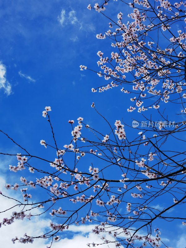 蓝天背景下绽放的桃花花枝