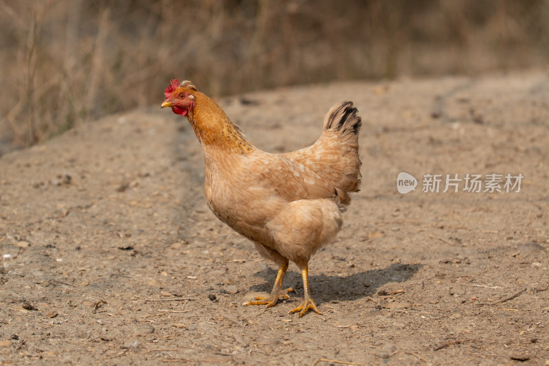 土路上行走的一只浅棕色母鸡