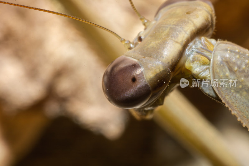 螳螂的复眼微距