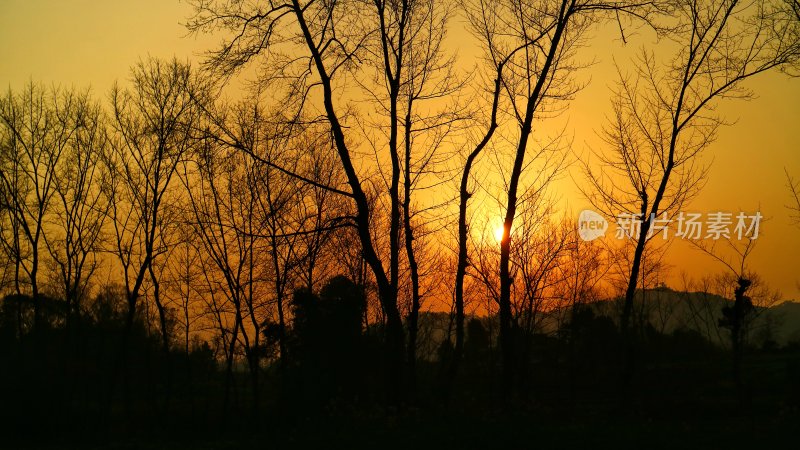 夕阳下的树木剪影
