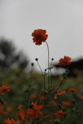 野菊花系列