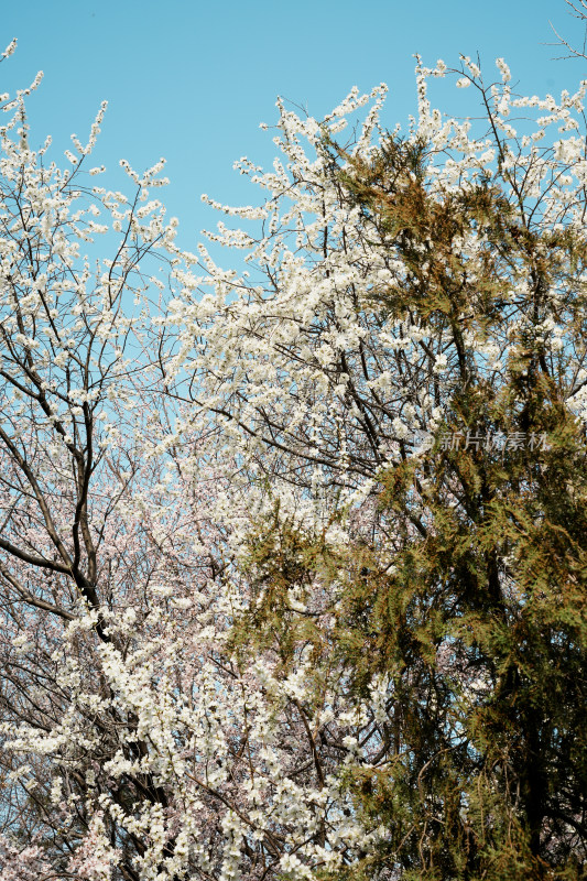 圆明园春天桃花桃树