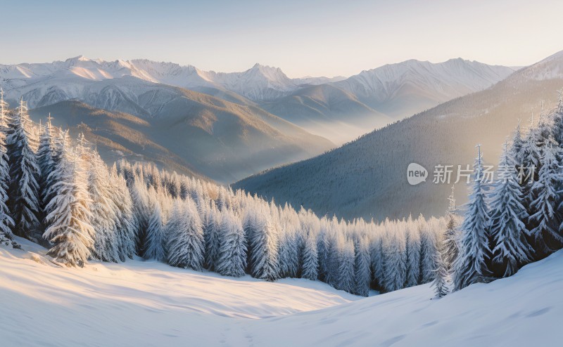 冬季森林白雪覆盖风景