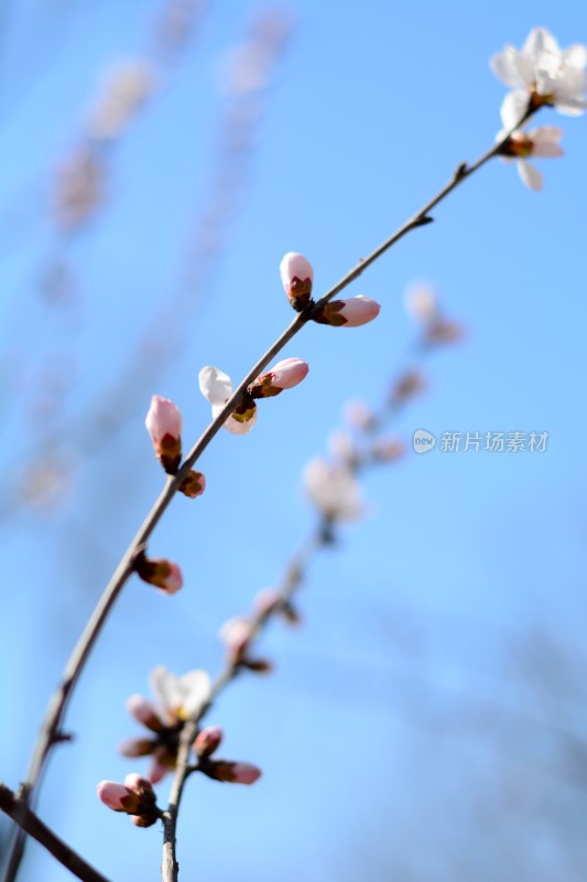 桃花花苞花蕊