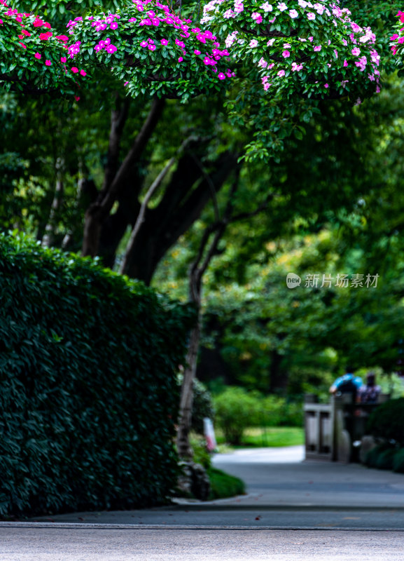 上海植物园自然风景景点景观