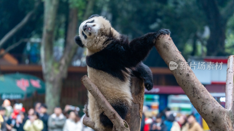 爬树的大熊猫