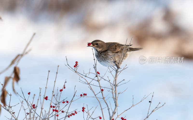 冬天雪地里觅食的小鸟