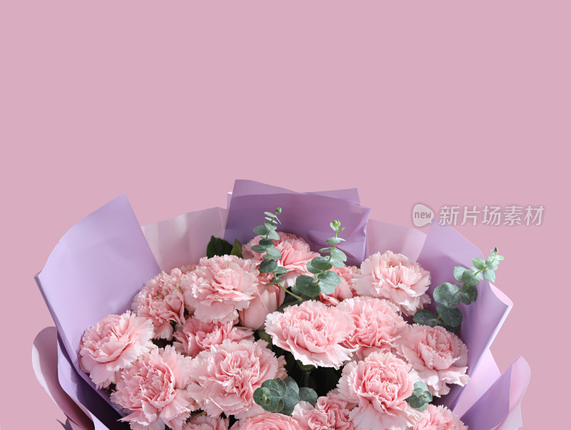 粉色背景上的一束粉色鲜花康乃馨
