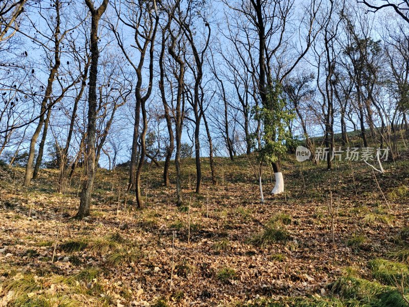 冬日落叶满地的山林景色