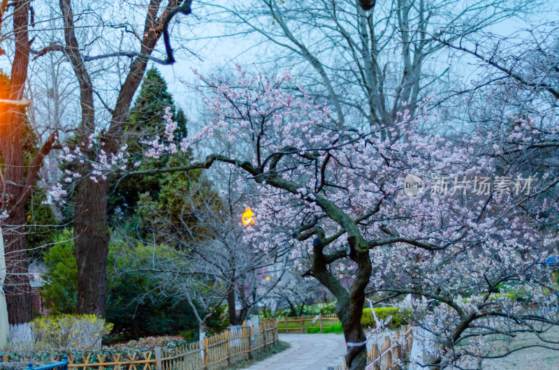 青岛中山公园春天的夜晚