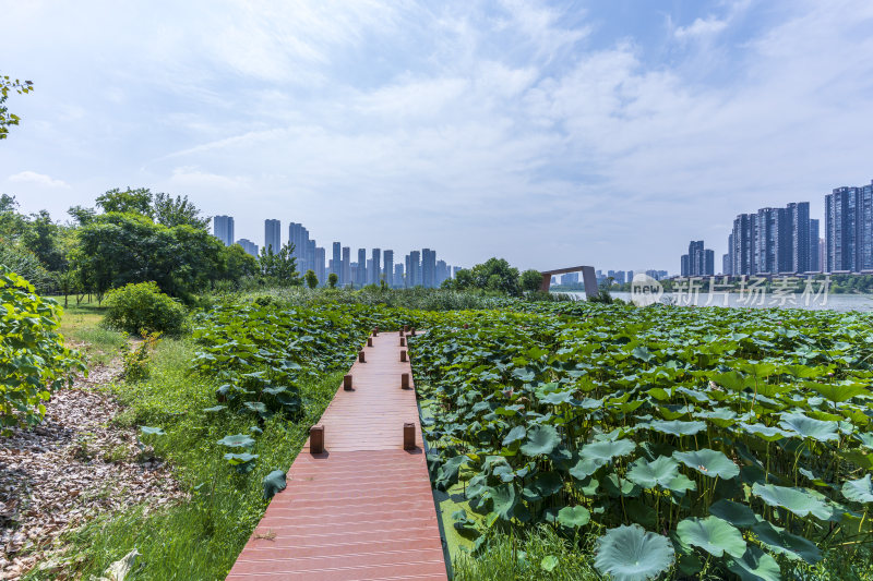 武汉江夏区汤逊湖壹号湿地公园风景