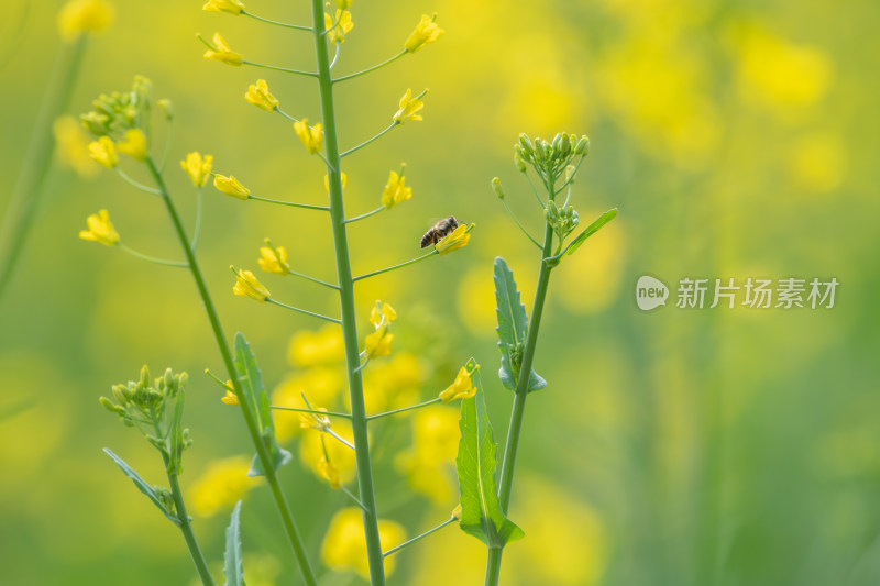 春天油菜花和蜜蜂