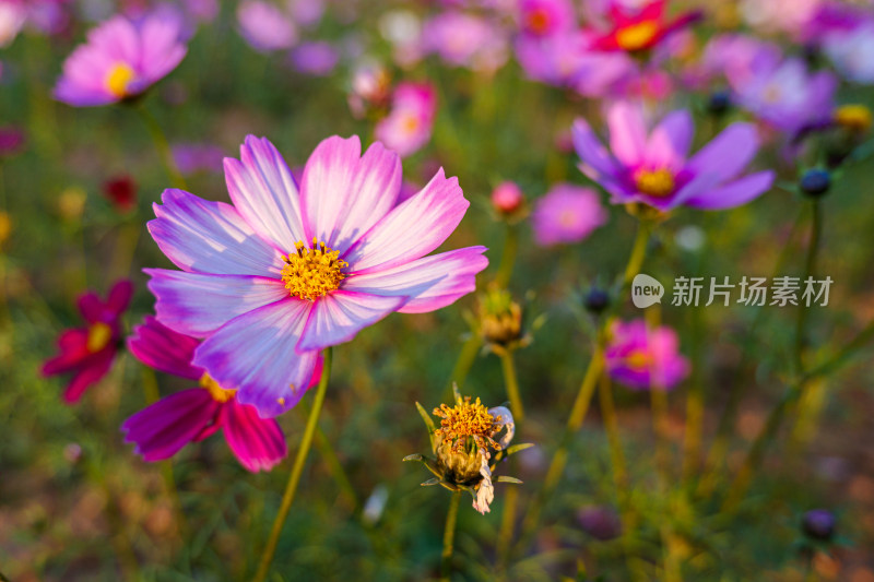 格桑花特写