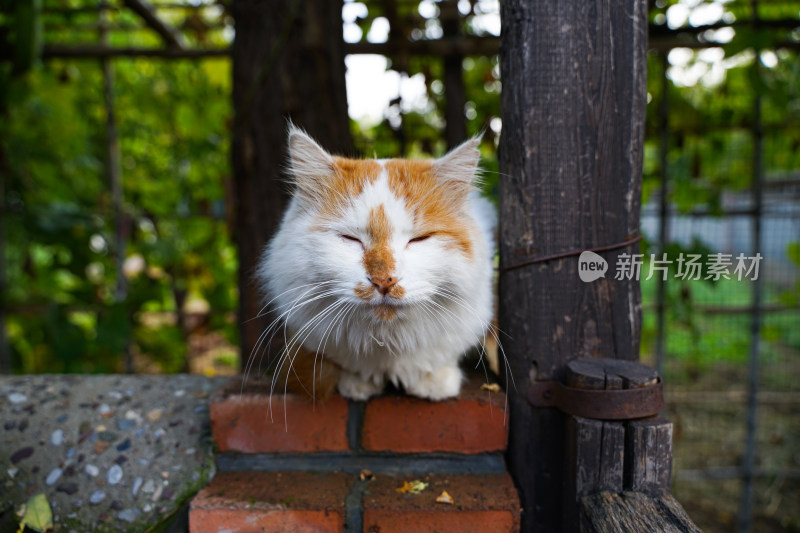 猫在院子的墙壁上