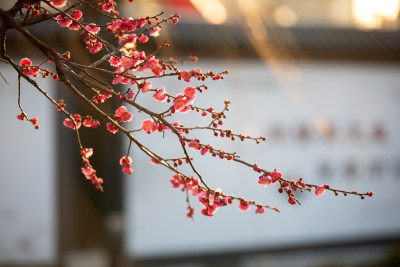 春天宁波街头的梅花开了