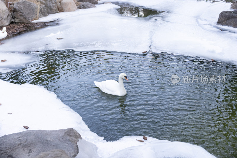 一只在冰雪地里游泳的白天鹅
