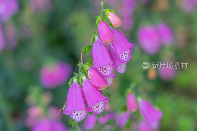 春花紫色毛地黄水平视角特写