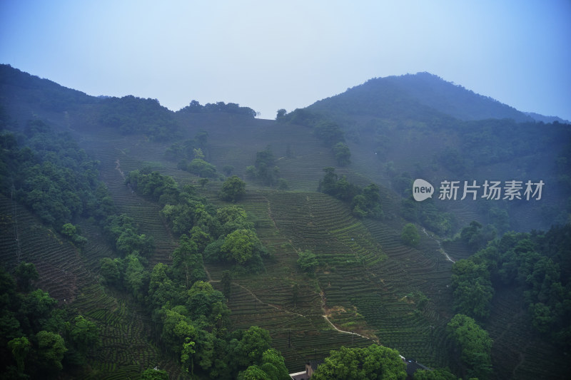 浙江杭州龙井村茶园