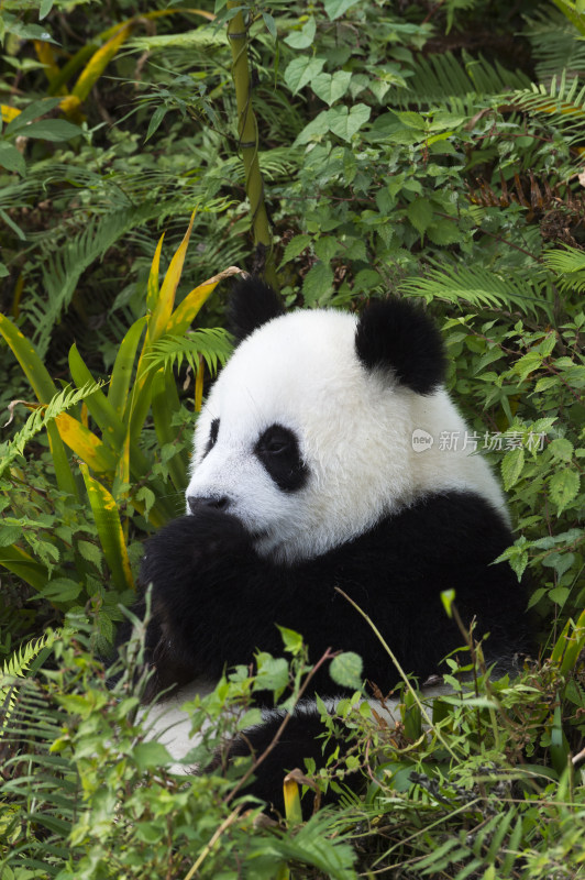 熊猫坐在竹林里吃竹子