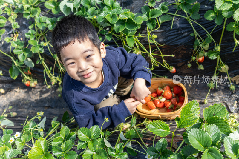 一个小男孩在采摘园采草莓