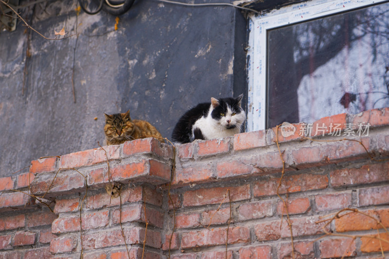 墙壁上的流浪猫