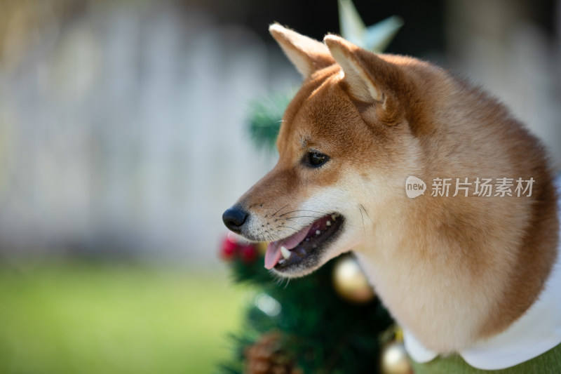 一只咧嘴笑的柴犬头部特写