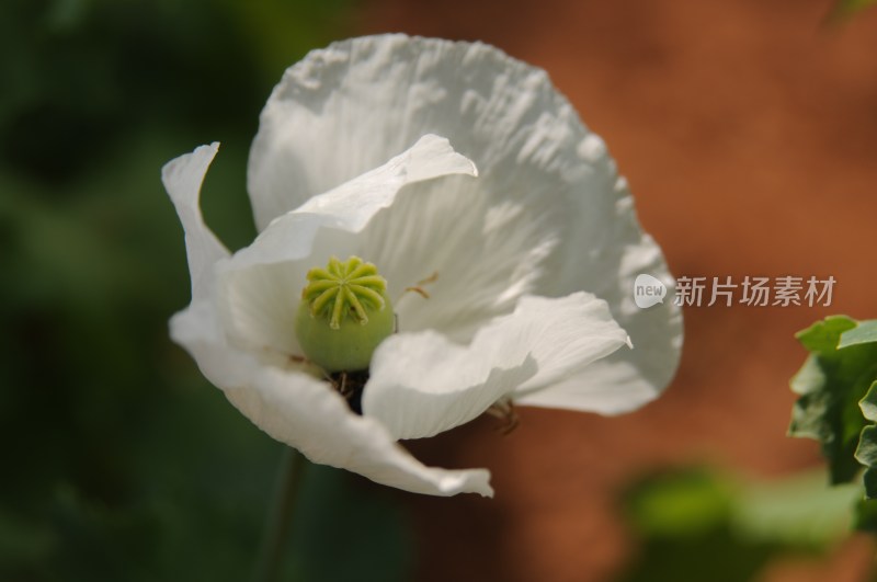 阳光下的花卉特写