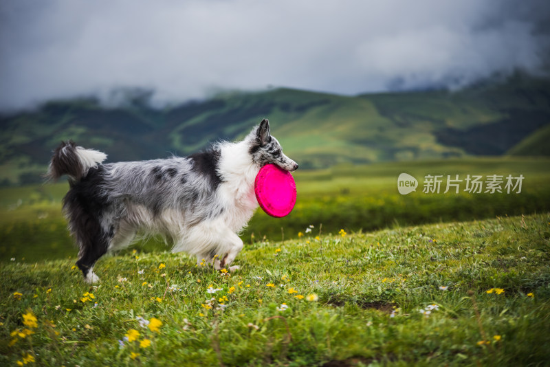 草原上的边境牧羊犬与飞盘