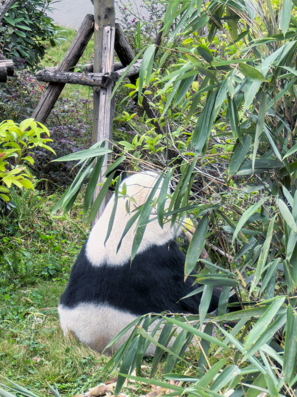 成都大熊猫繁育研究基地的大熊猫