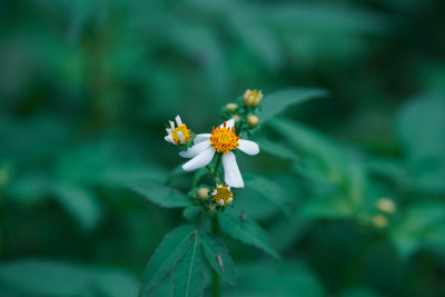 植物花卉