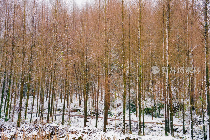 冬季雪景美景大雪