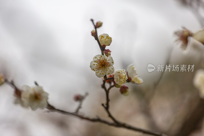 杭州湘湖盛开的白色梅花